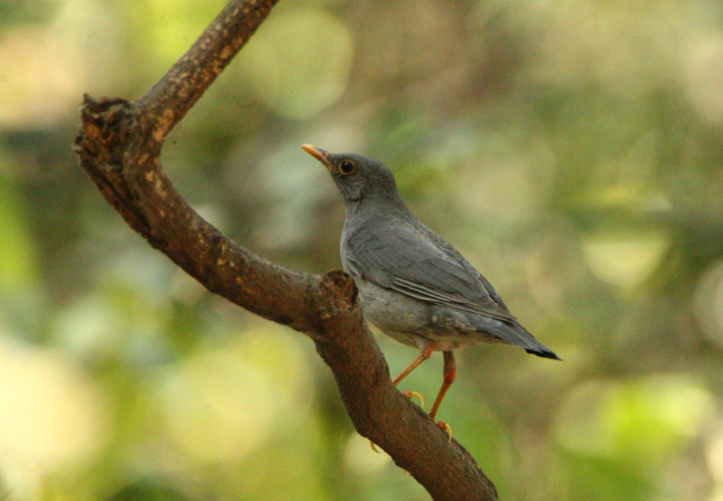 Tickell's Thrush 